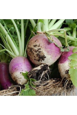 Şalgam Turpu Turnip Tohumu 10 Gr Paket 1 Paket