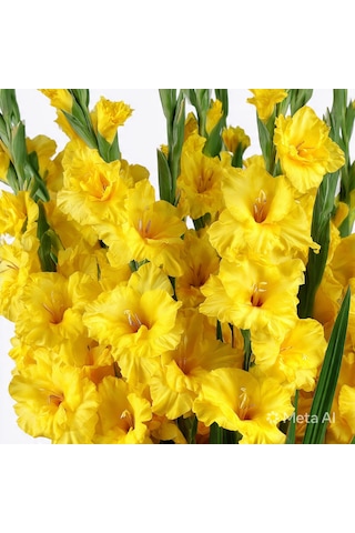 3 Adet Sarı Glayöl Swan Gladiolus Çiçeği Soğanı
