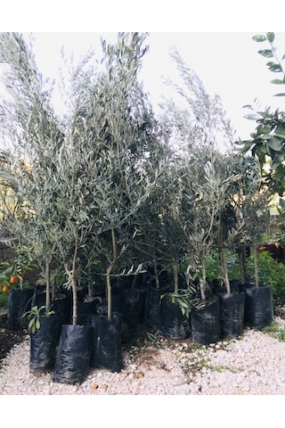 Tüplü Zeytin Ağacı Fidanı Gemlik Zeytin Fidanı