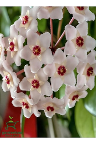 Hoya Carnosa Beyaz Mum Çiçeği 10-20cm Sarmaşık Sarlıcı Bitk