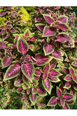 Videolu Hediyelik Yaprak Güzeli 10 20 Cm 1 Adet Saksılı Iç Mekan Bitkisi Coleus Scutellarioides