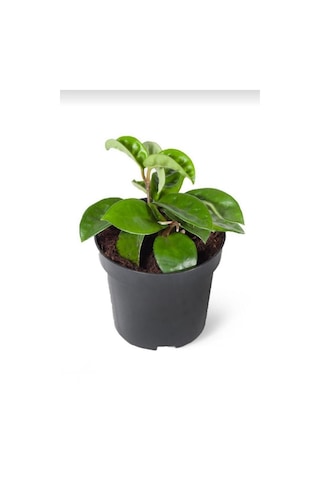 Beyaz Mum Çiçeği Hoya 10-15cm Yavru