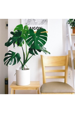 Deve Tabanı Monstera -  Ev Ofis Bitkisi