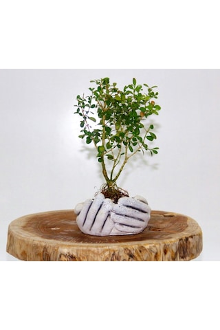 Dekoratif Avuç Saksıda Bonsai Buxus 2 Adet