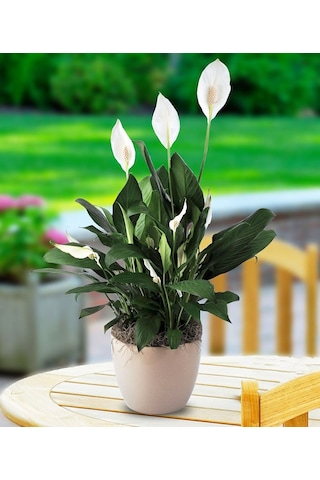 Barış Çiçeği Spathiphyllum 60+ Cm -  Salon Ofis Bitkisi 2733