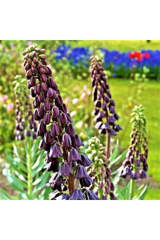 Mor Renkli Fritillaria Persica Ters Lale Soğanı 2 Adet