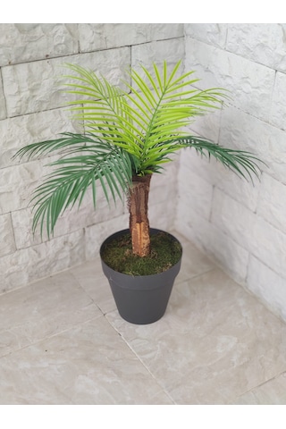 Tek Gövde Lüks Palmiye Sıkas Ağacı Kabuklu 80 Cm