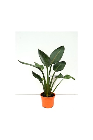Orta Boy Starliçe Üretim Saksılı Strelitzia 50-70cm Salon Çiçeği