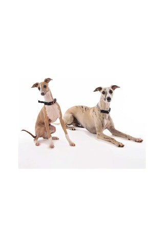 M-pets Kombi 2in1 Köpek Eğitim Tasması Siyah M