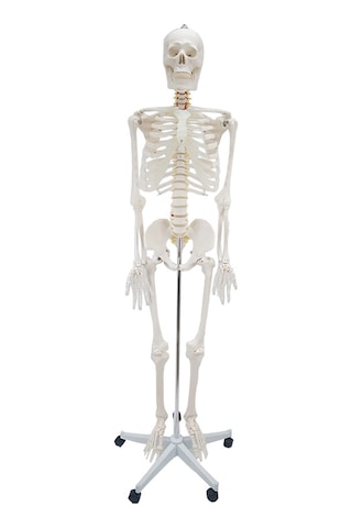 Erkentmed William İnsan İskelet Maketi 180 CM