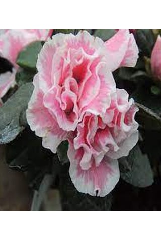 Açelya Çiçeği Ebruli 30-50 Cm