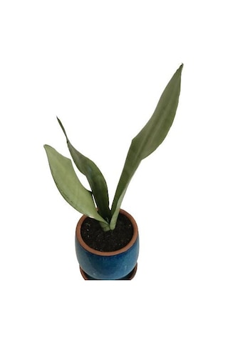 Dekoratif Toprak Saksıda Sansevieria Moonlight Sanseverya