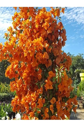 Videolu Mis Kokulu 1adet Turuncu Begonvil Çiçeği Fidanı Saksılı 60-120cm Bougainvillea