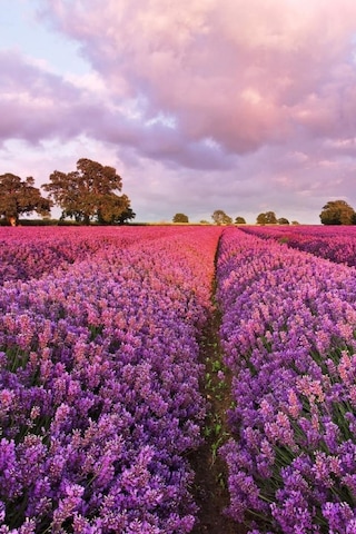5 Adet Lavanta Çiçeği Fidanı Lavandula Officinalis Fidanı 30-40 Cm