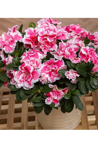 Açelya Çiçeği Ebruli 30-50 Cm