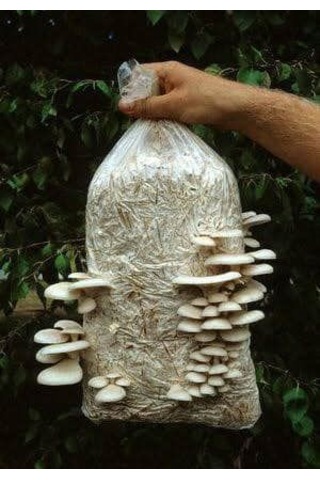 1 Adet 6 L 3 KG İstiridye Mantarı Kompostu N115519