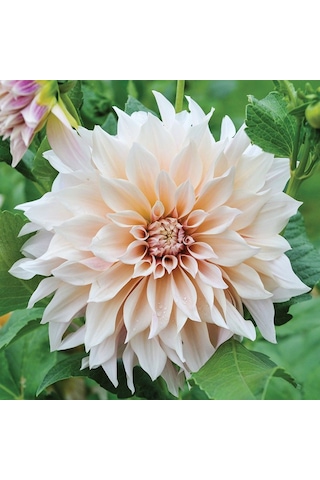 Dev Çiçekli Cafe Au Lait Dahlia Yıldız Çiçeği Soğanı Yumrusu 1 Adet