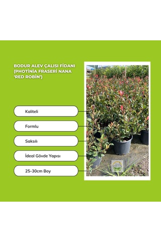 Bodur Alev Çalısı Fidanı Photinia Fraseri Nana Red Robin
