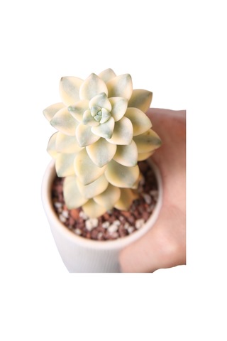 Echeveria Apricoat Beauty - Sukulent Haangarden