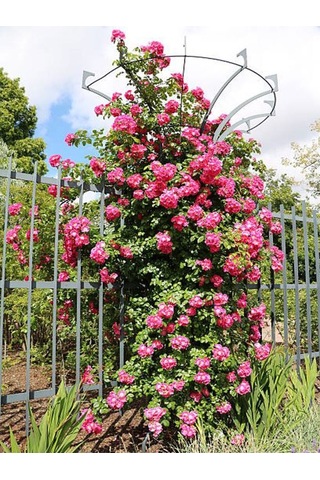Videolu Sarmaşık Gül Pembe Renkli Kokulu 60 80 Cm 3 Adet Aşılı Gül Pink Rose