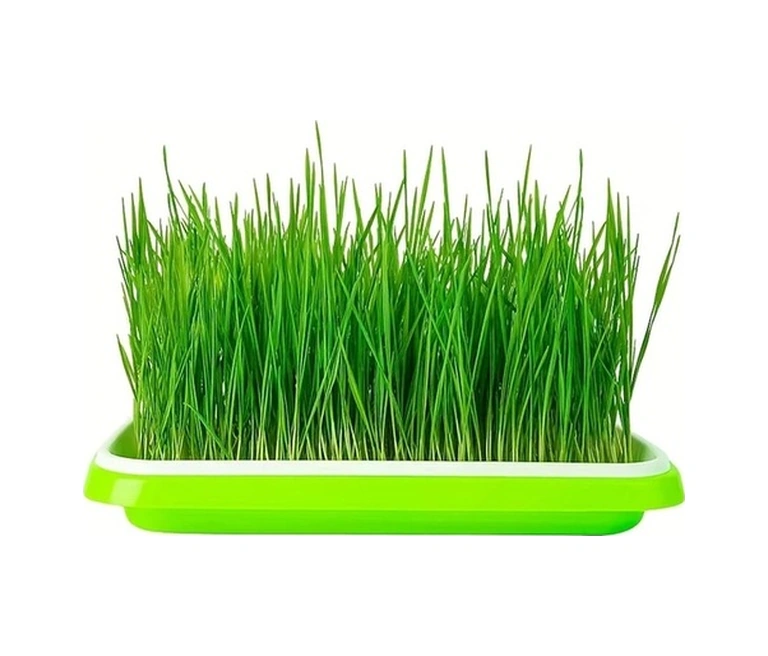 Trendooze Yeşil Filiz Tepsisi - Topraksız Hidroponik Sebze Yetiştirme