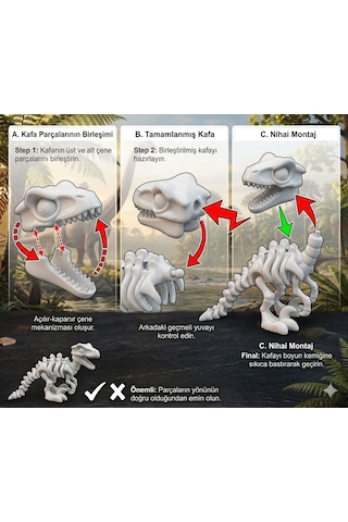 T-rex Eklemli İskelet - Fen Bilgisi Eğitici Kit Card