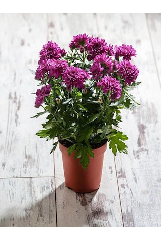 Teras Bitkisi Mor Renk Kasımpatı Çiçeği 1 Adet Saksılı 10-25 Cm