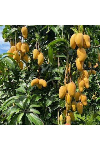 Aşılı Ataulfo Bal Mangosu Fidanı - 2 Yaş - Dünyanın En Tatlı Lifsiz Honey Mangosu - 60-70 Cm Tüplü