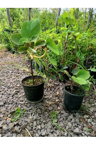 Yeşil Deniz Fidancılık Tüplü Yalova Kivi Fidanı 50-100 Cm Dişi