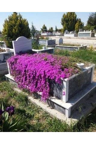 50 Adet Tohum Nadir İthal Asteriks Asterix Astriks Mezar Çiçeği T