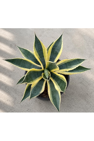 Agave Americana Variegata Alacalı Büyük Boy Sabır Otu Bitkisi Tropikal Dekoratif Bitki, İç Ve Dış Mekan, Sarı-yeşil Yapraklar, Saksıda Hazır, Bahçe Ve Salon