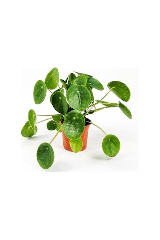 Pilea Çiçeği - Çin Para Bitkisi 5787