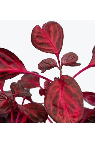 Serada Decor Plant İresine Herbstii - Çingene Şalvarı Bitkisi Büyük Saksılı 40-50 Cm