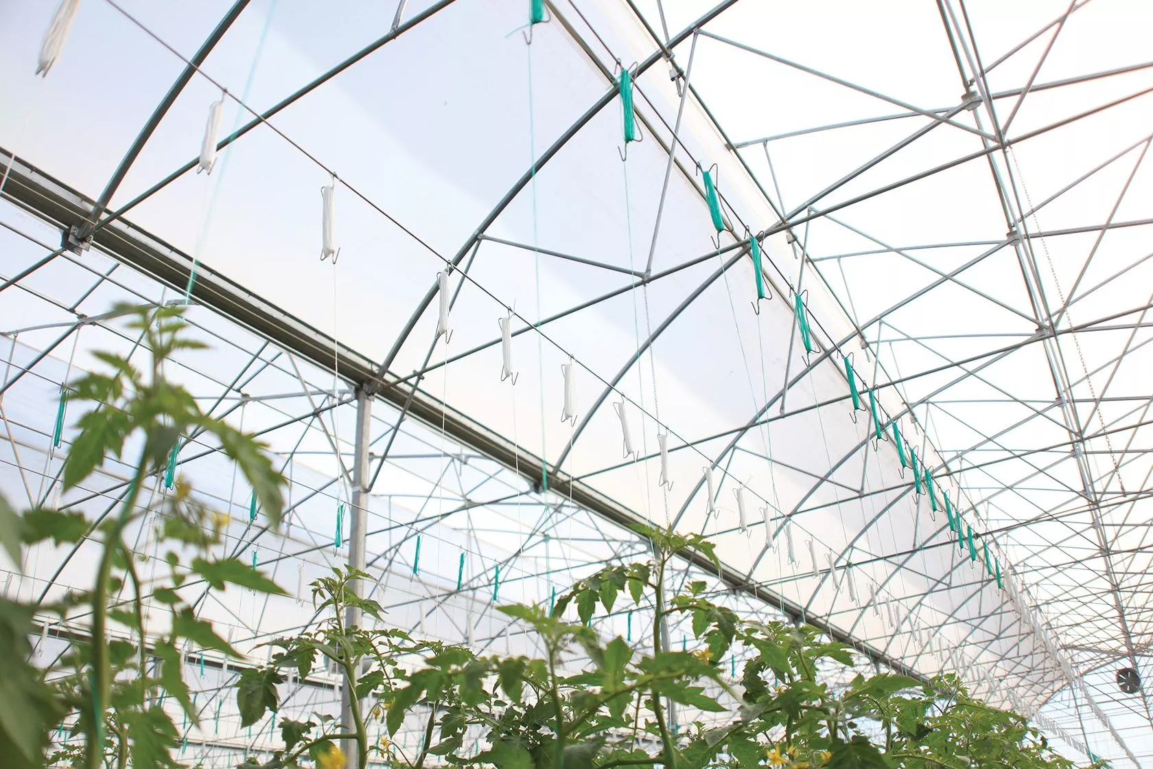 36 Aylık Sera Naylonu 350 Mikron 10x10 Uv-ab-ır-eva-ld Katkılı