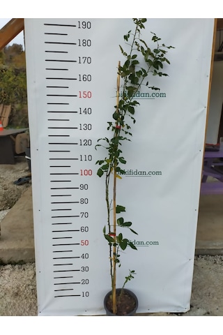 3 Yaş Isparta Sarmaşık Gül
