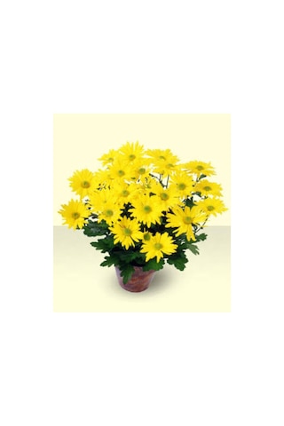 Sarı Kasımpatı Saksılı Krizantem Chrysanthemum