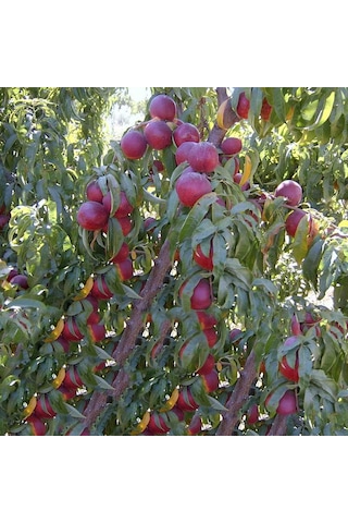 Şeftali Fidanı Spring Lady Erkenci 120-180 Cm,tüplü/saksılı