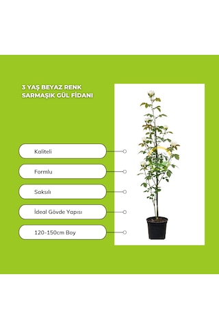 3 Yaş Beyaz Renk Sarmaşık Gül Fidanı