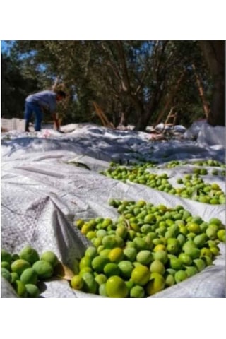 Zeytin Sergeni 6 X10 Zeytin Hasat Örtüsü Overloklu Zeytin Sergisi