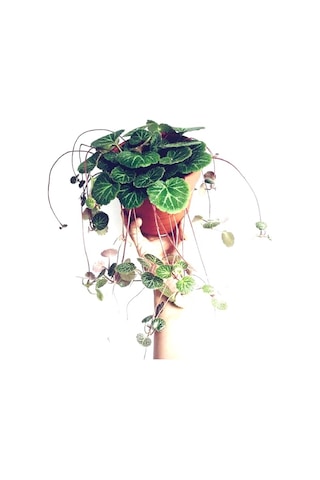 Gelin Teli Çiçeği – Begonia Saxifraga (Askılı Saksıda)