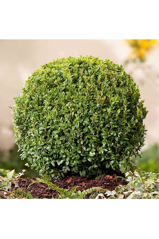 Fidan & Peyzaj - Şimşir (2 Yaş / Buxus sempervirens)