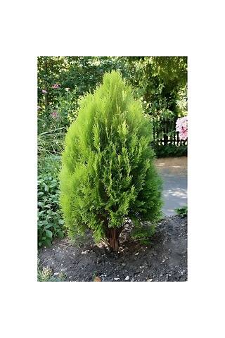 Doğu Mazı Çamı 150 Cm Boyunda