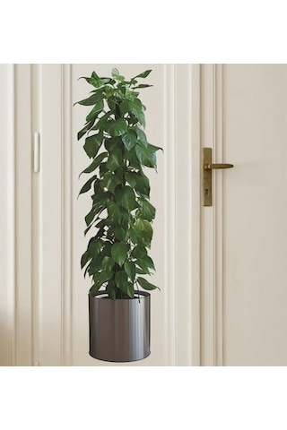Saksılı Bitki Tasarımlı Yapışkanlı Sticker Resim 90 30 Cm 5570 Şeffaf