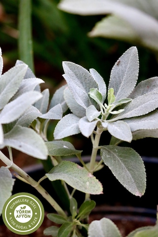 Meşhur Trabzon Yöresinden El Toplaması Doğal Adaçayı, Acı Elma Otu Salvia Officinalis 65gr.