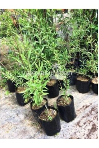 10 Adet Goji Berry Fidanı Nq7 Tüplü 30 Cm 12 Ay Dikim