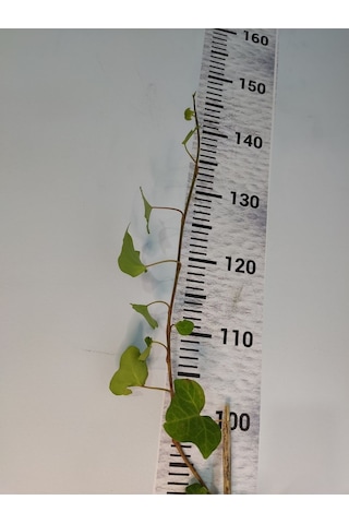 Duvar Sarmaşığı Hedera Helix 80-100 Cm