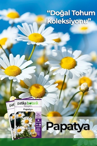 Patika Botanik 100 Adet Tıbbi Aromatik Papatya Tohumu