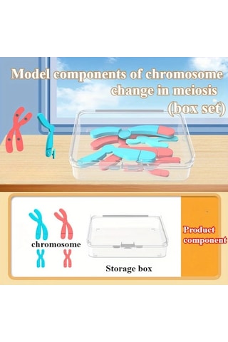 Willowhaven Mayoz Kromozom Modeli Manyetik Yavaşlatma Eğitim Seti Kırmızı Mavi