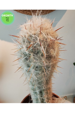 Oreocereus Trollii Kaktüs 1 Adet