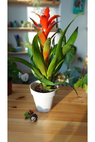 Guzmania Lingulata - Scarlet Star 303